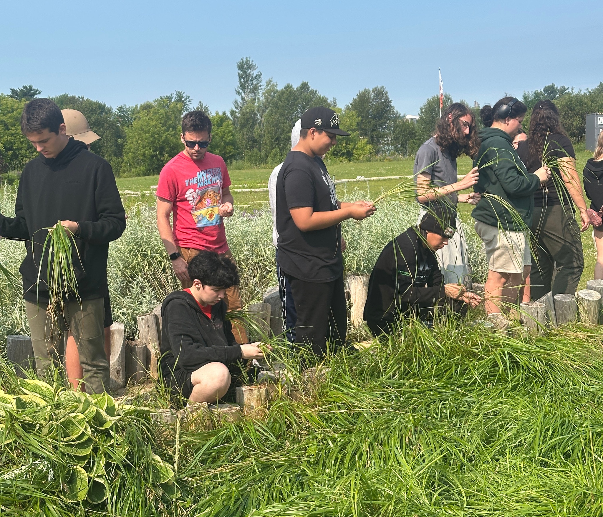 Students outside harvesting grass