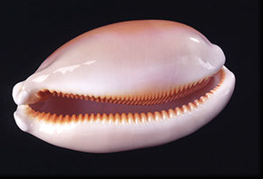 Sacred miigis or seashell